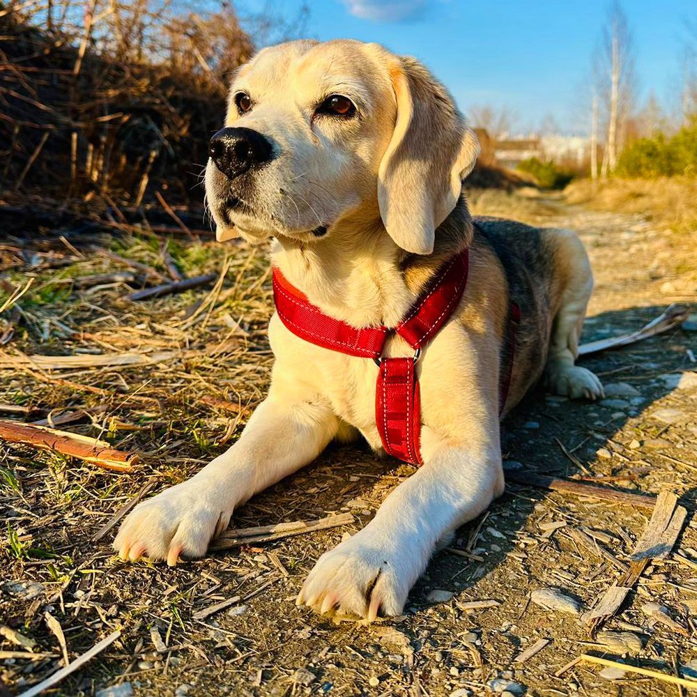 Das Bild zeigt den Hund eines unserer Kunden