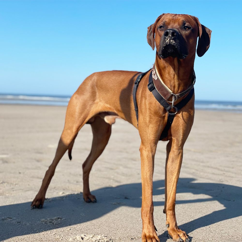 Das Bild zeigt den Hund eines unserer Kunden