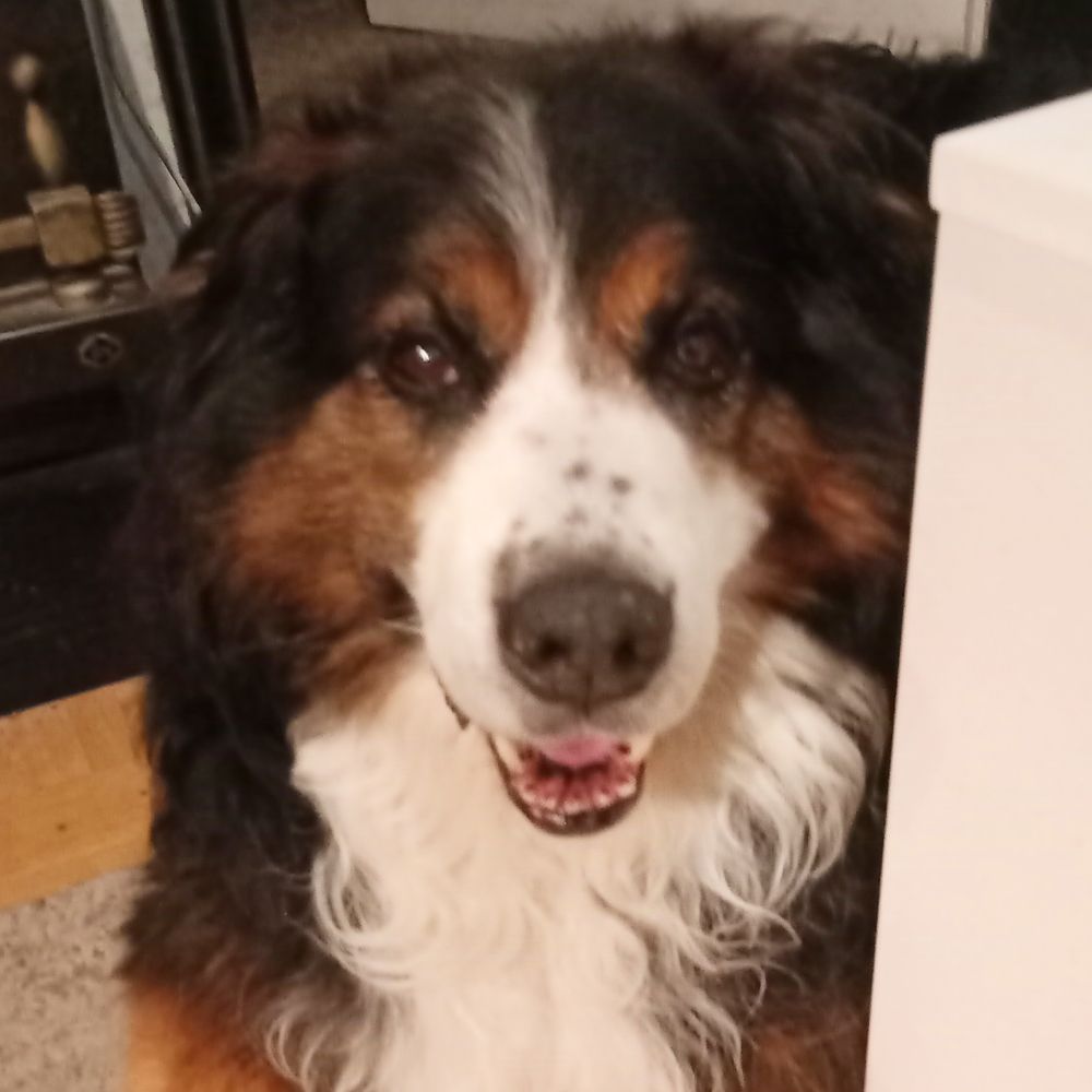 Das Bild zeigt den Hund eines unserer Kunden