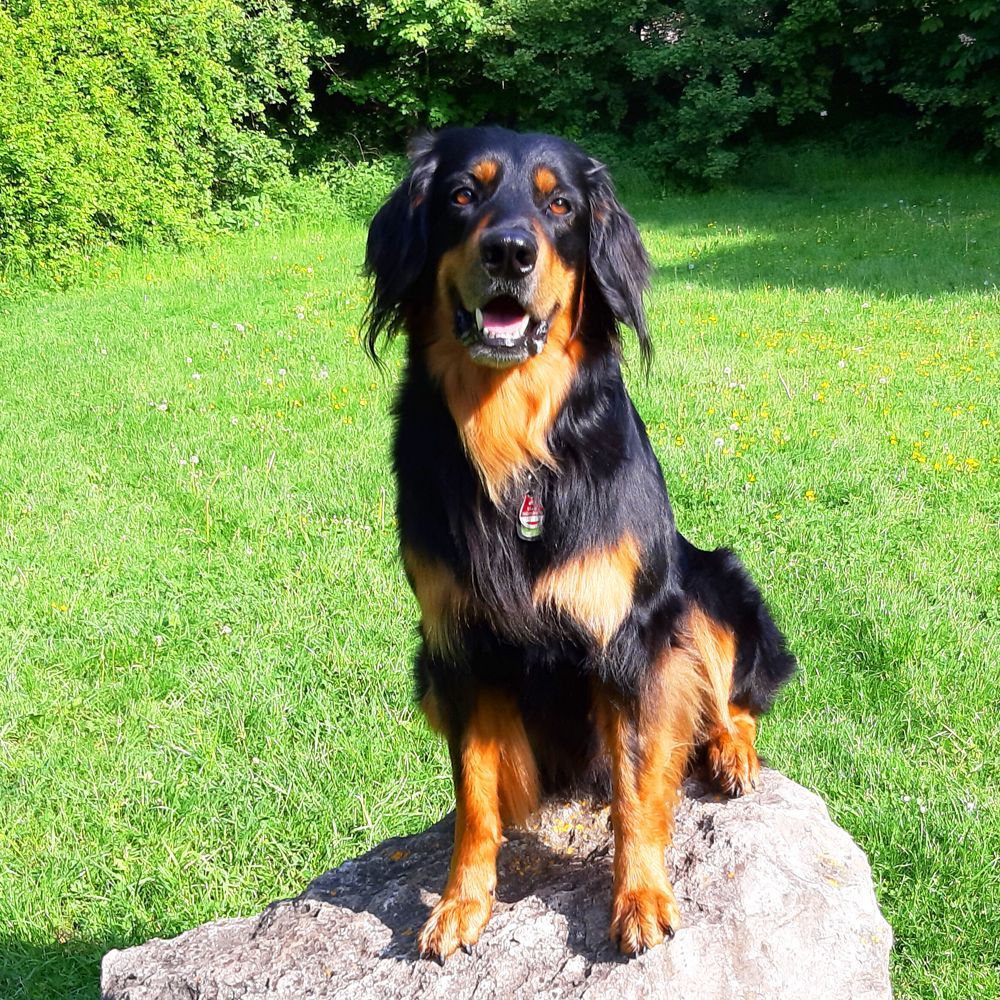 Das Bild zeigt den Hund eines unserer Kunden