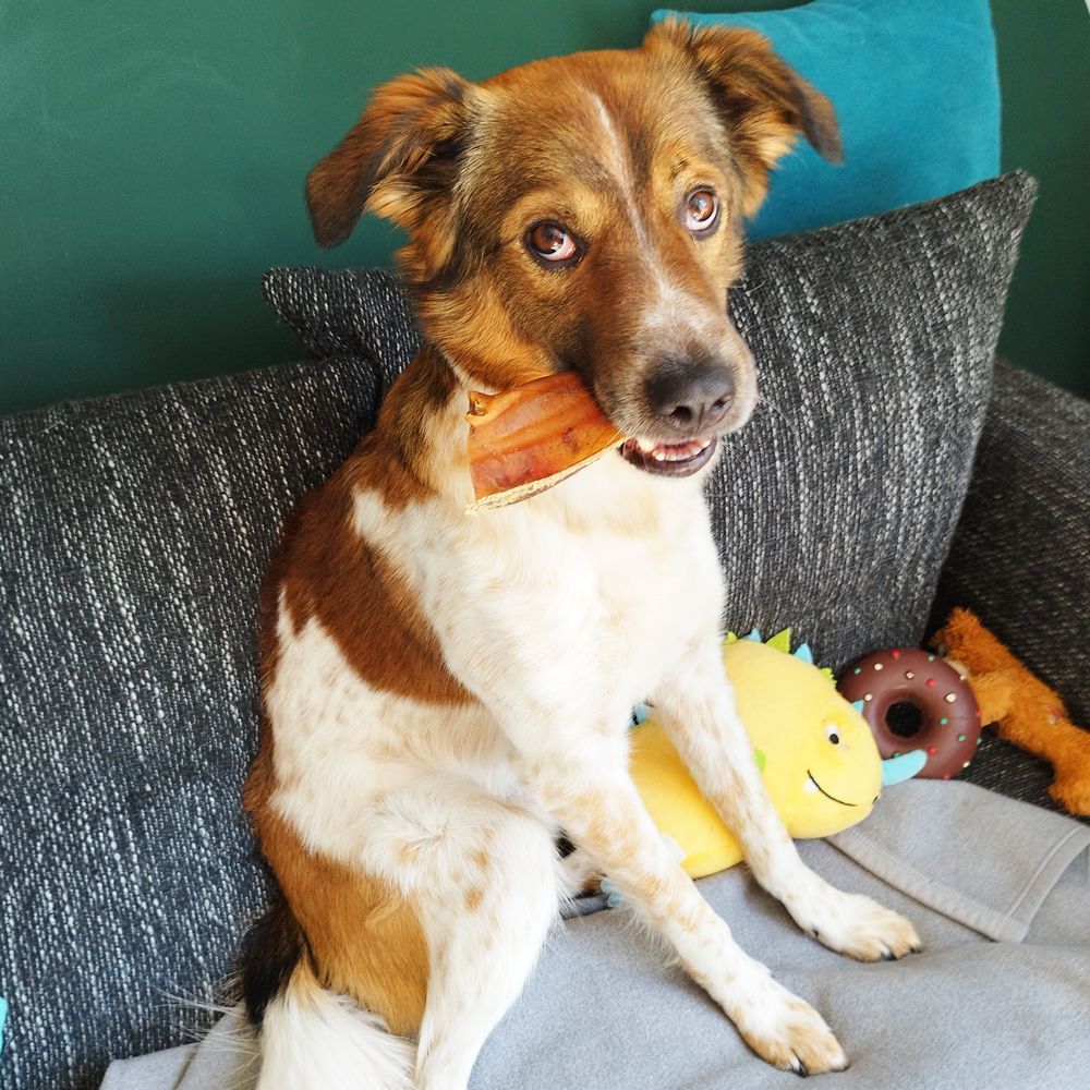 Das Bild zeigt den Hund eines unserer Kunden