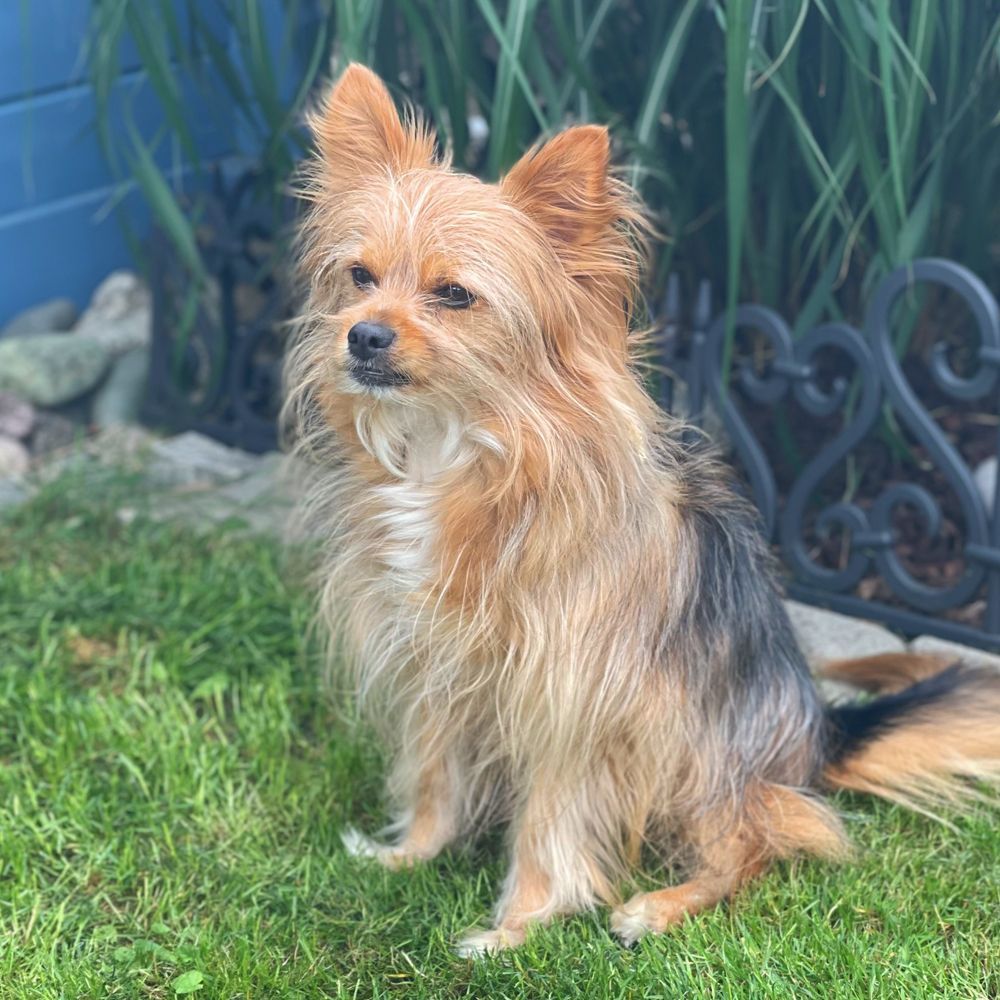 Das Bild zeigt den Hund eines unserer Kunden