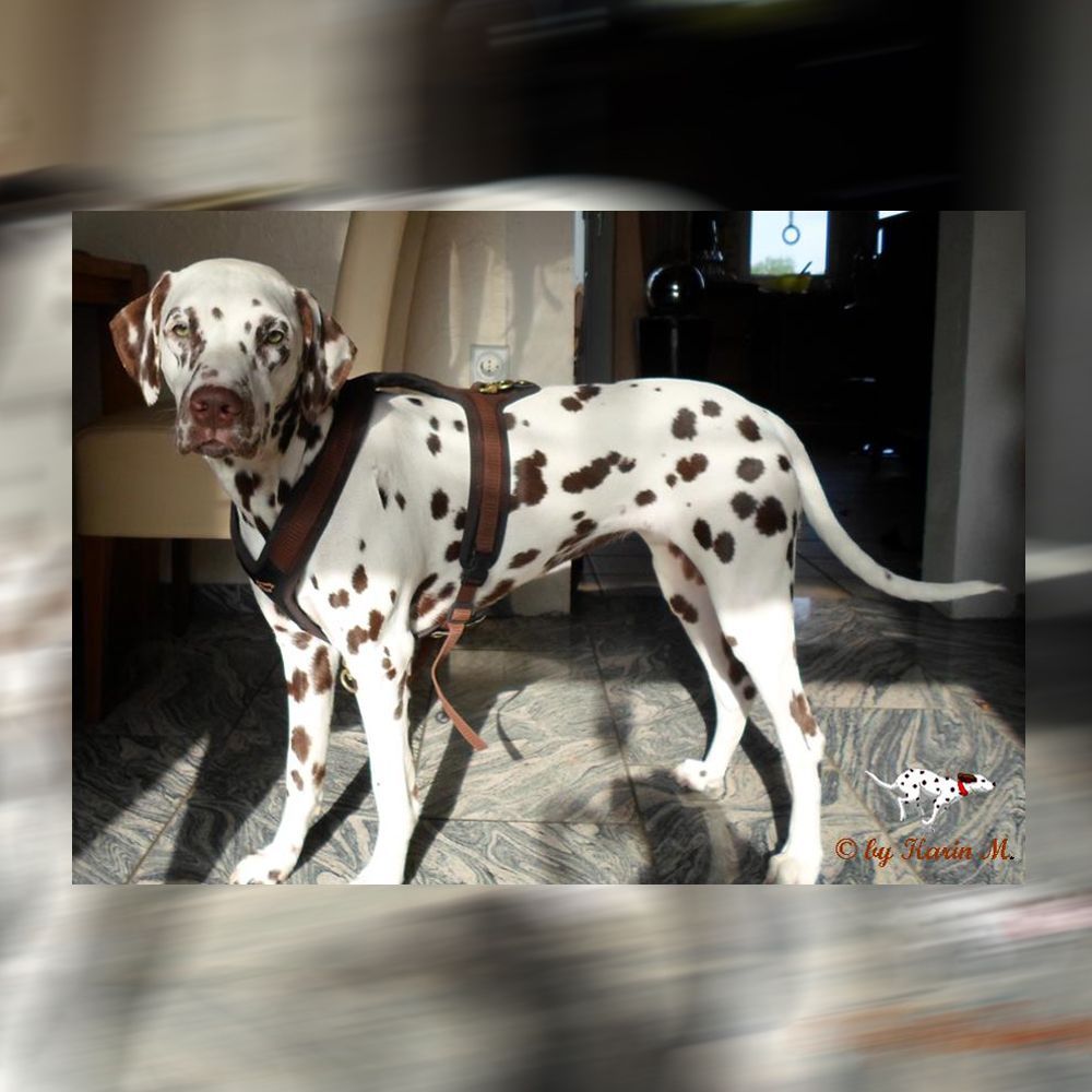 Das Bild zeigt den Hund eines unserer Kunden