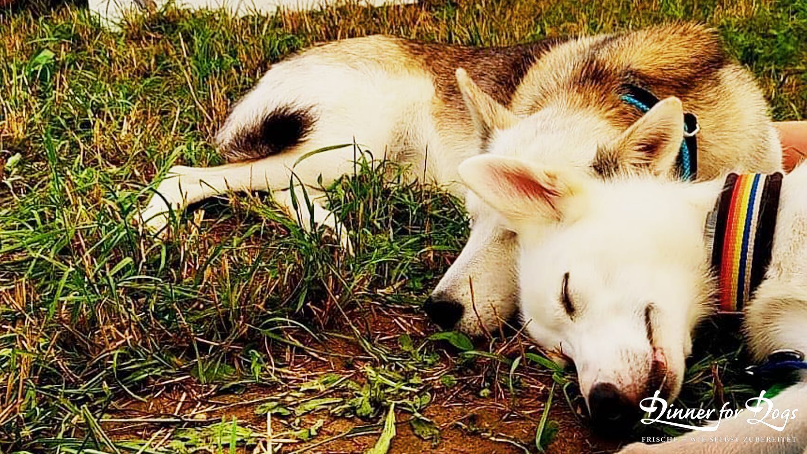 Das Bild zeigt die Dinner for Dogs-Markenbotschafterin Julia Perr auf einem Sportevent