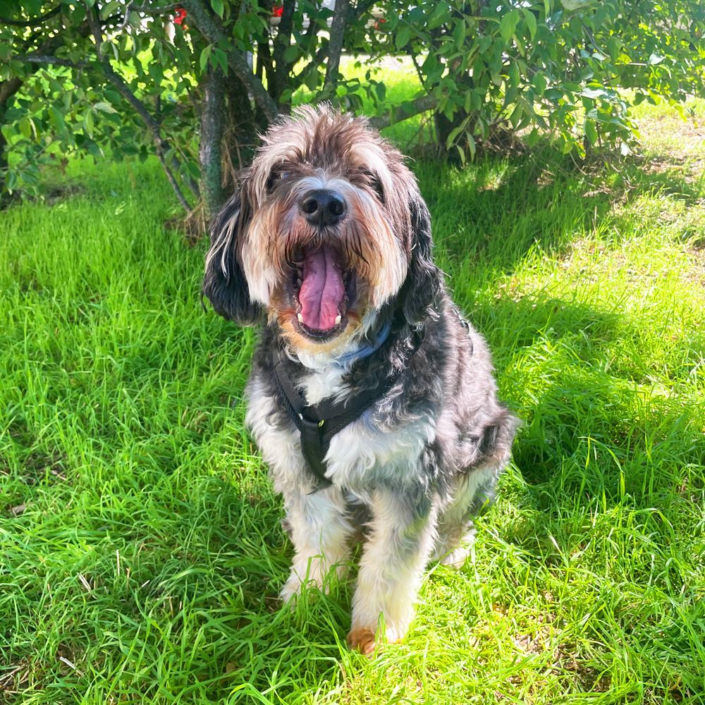 Das Bild zeigt den Hund eines unserer Kunden