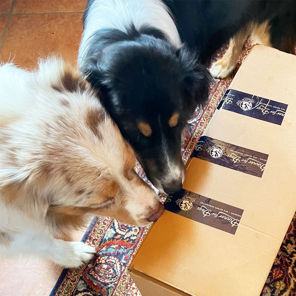 Das Bild zeigt den Hund eines unserer Kunden