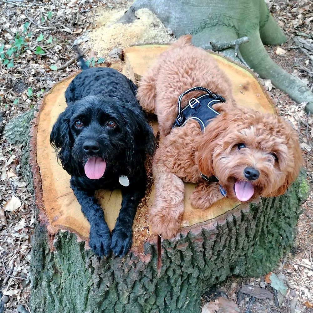 Das Bild zeigt den Hund eines unserer Kunden