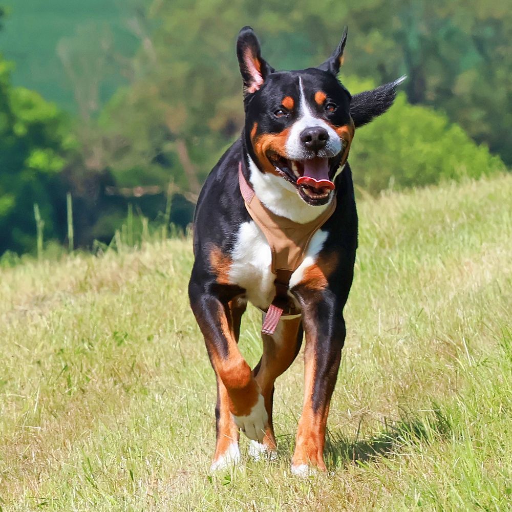Das Bild zeigt den Hund eines unserer Kunden