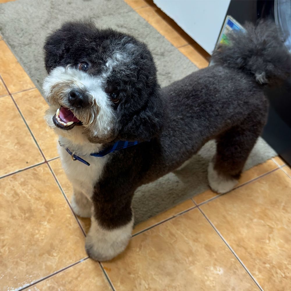 Das Bild zeigt den Hund eines unserer Kunden