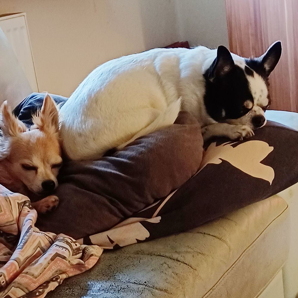 Das Bild zeigt den Hund eines unserer Kunden