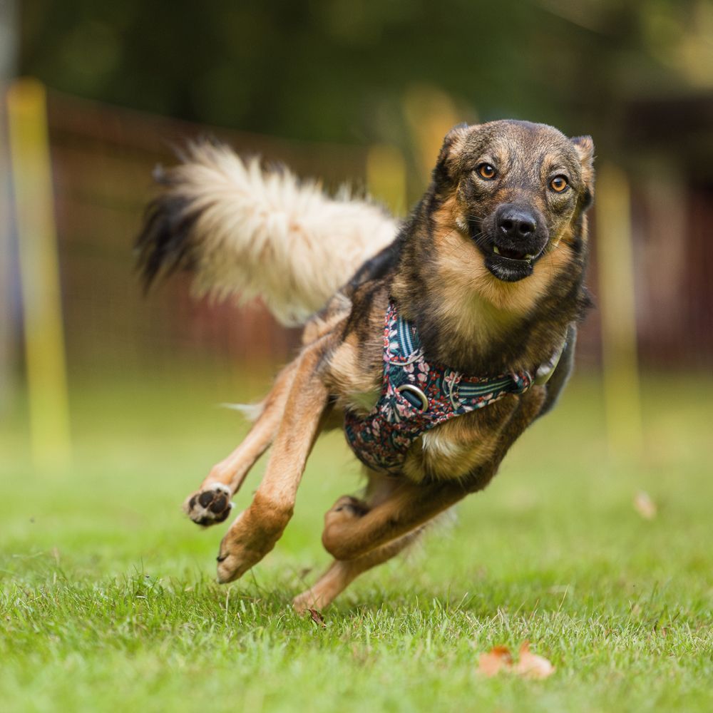 Das Bild zeigt den Hund eines unserer Kunden