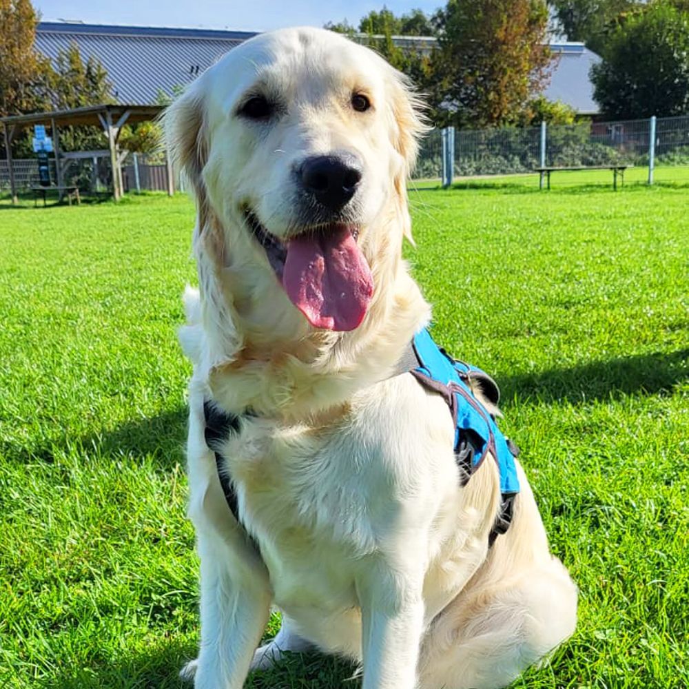 Das Bild zeigt den Hund eines unserer Kunden