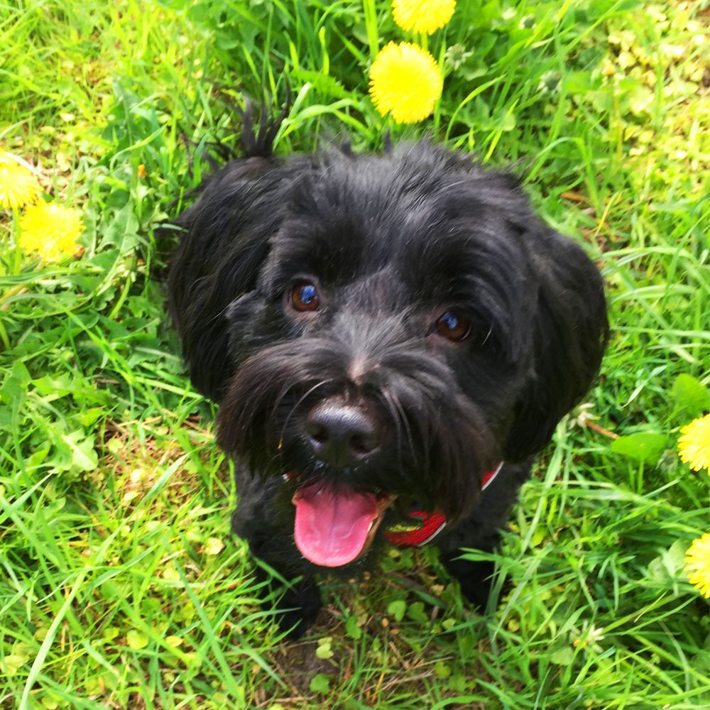 Das Bild zeigt den Hund eines unserer Kunden