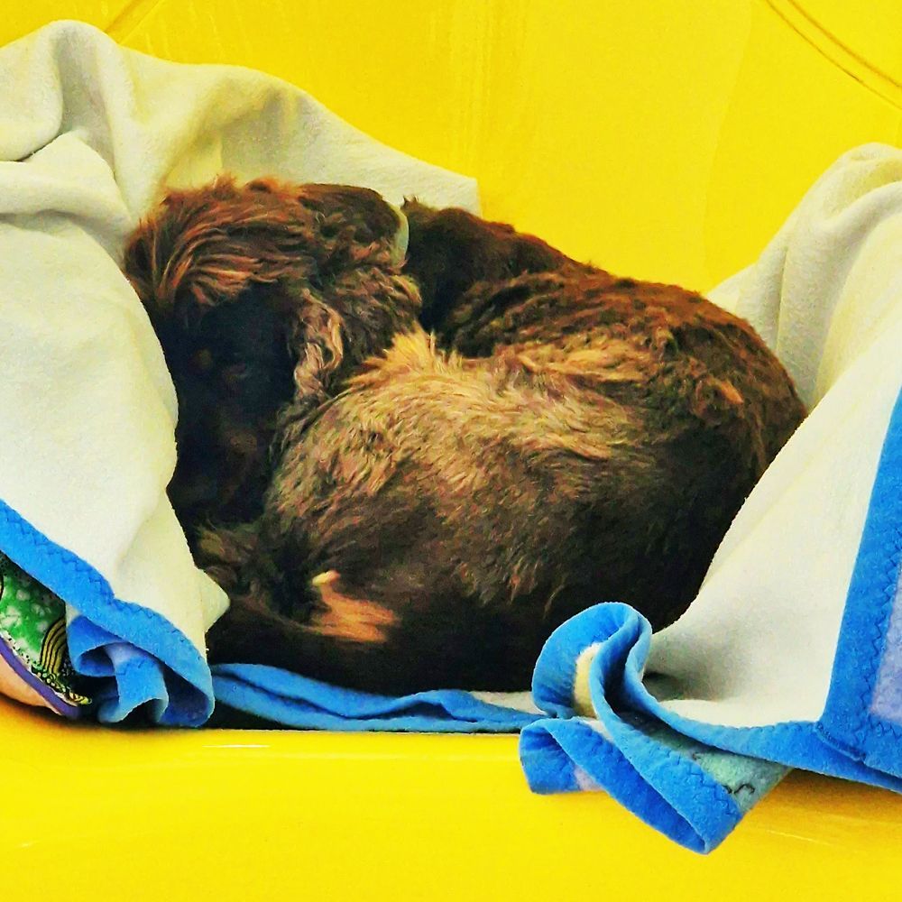 Das Bild zeigt den Hund eines unserer Kunden