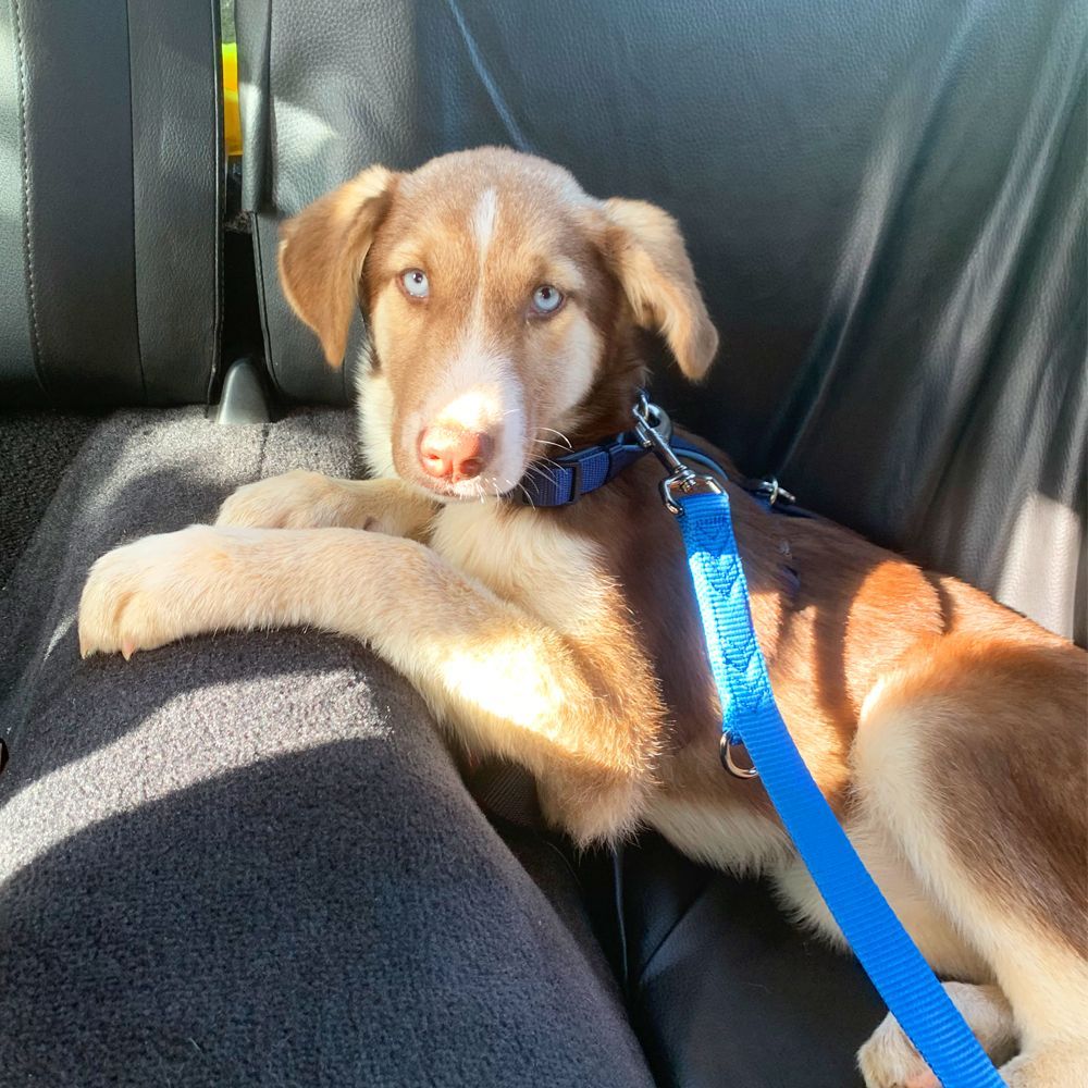 Das Bild zeigt den Hund eines unserer Kunden