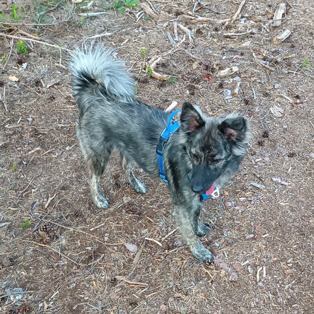 Das Bild zeigt den Hund eines unserer Kunden