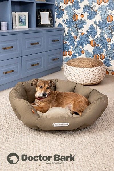 Das Bild zeigt einen Hund aus den Kundenfeedbacks