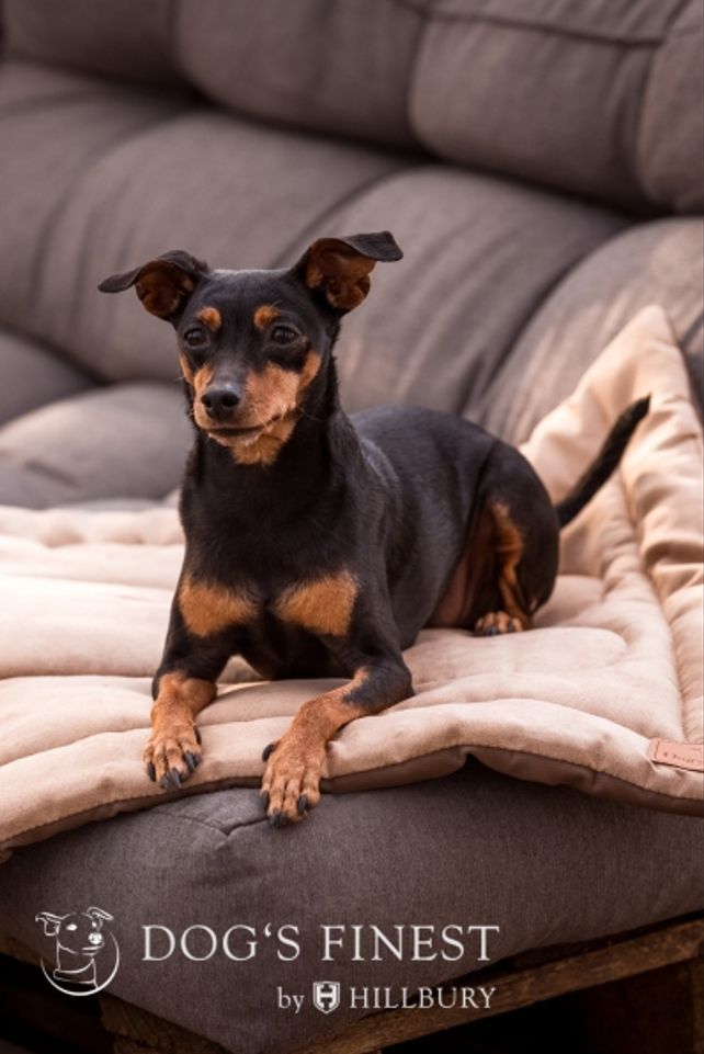 Das Bild zeigt einen Hund aus den Kundenfeedbacks