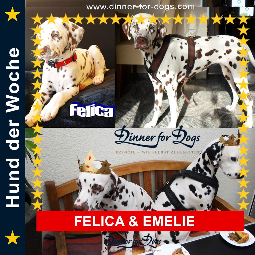 Das Bild zeigt den Hund eines unserer Kunden