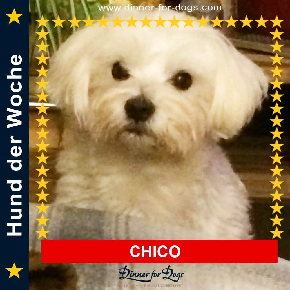 Das Bild zeigt den Hund eines unserer Kunden