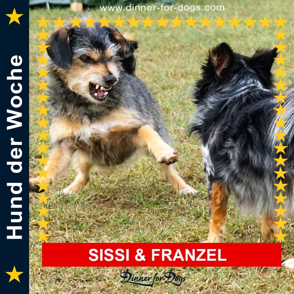 Das Bild zeigt den Hund eines unserer Kunden