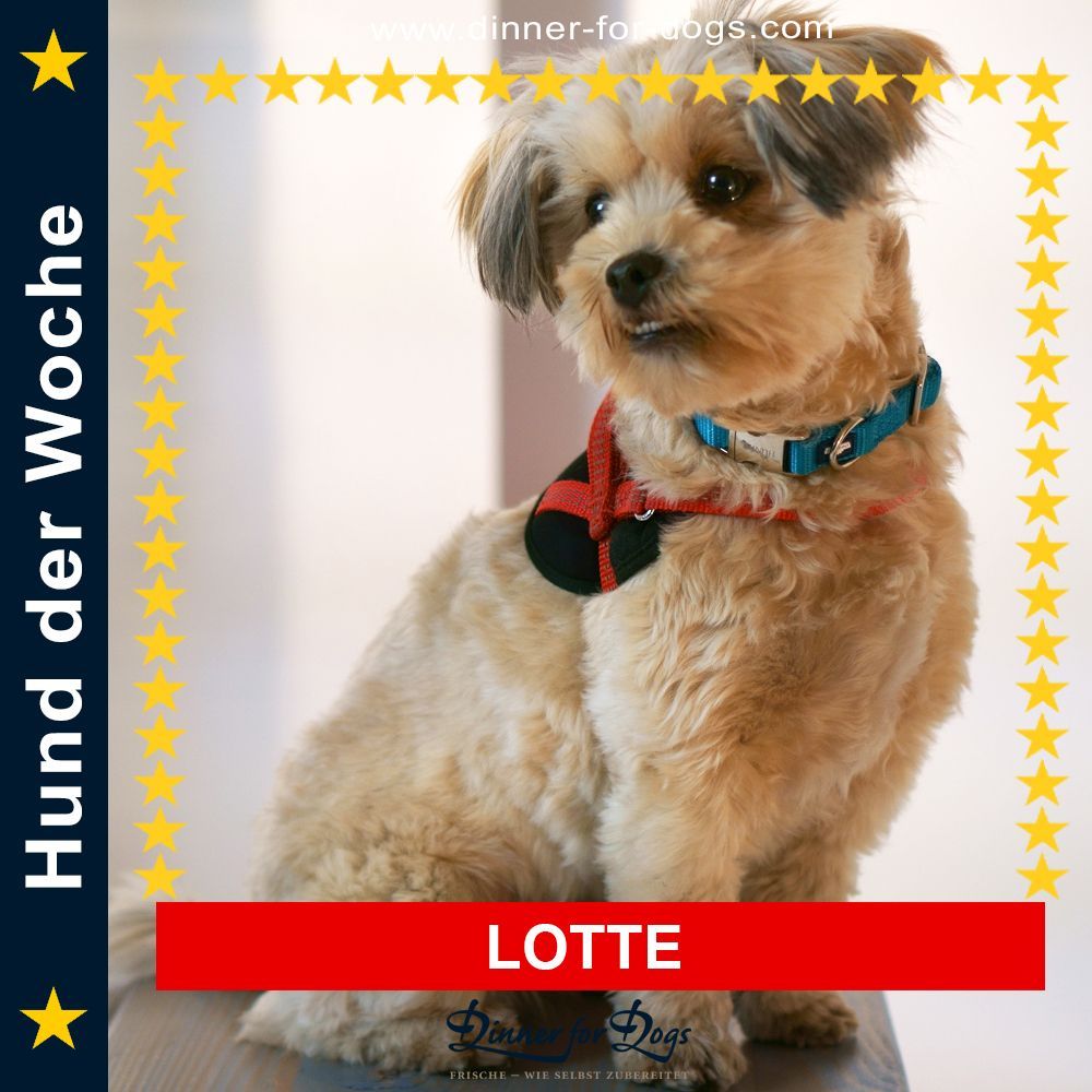 Das Bild zeigt den Hund eines unserer Kunden