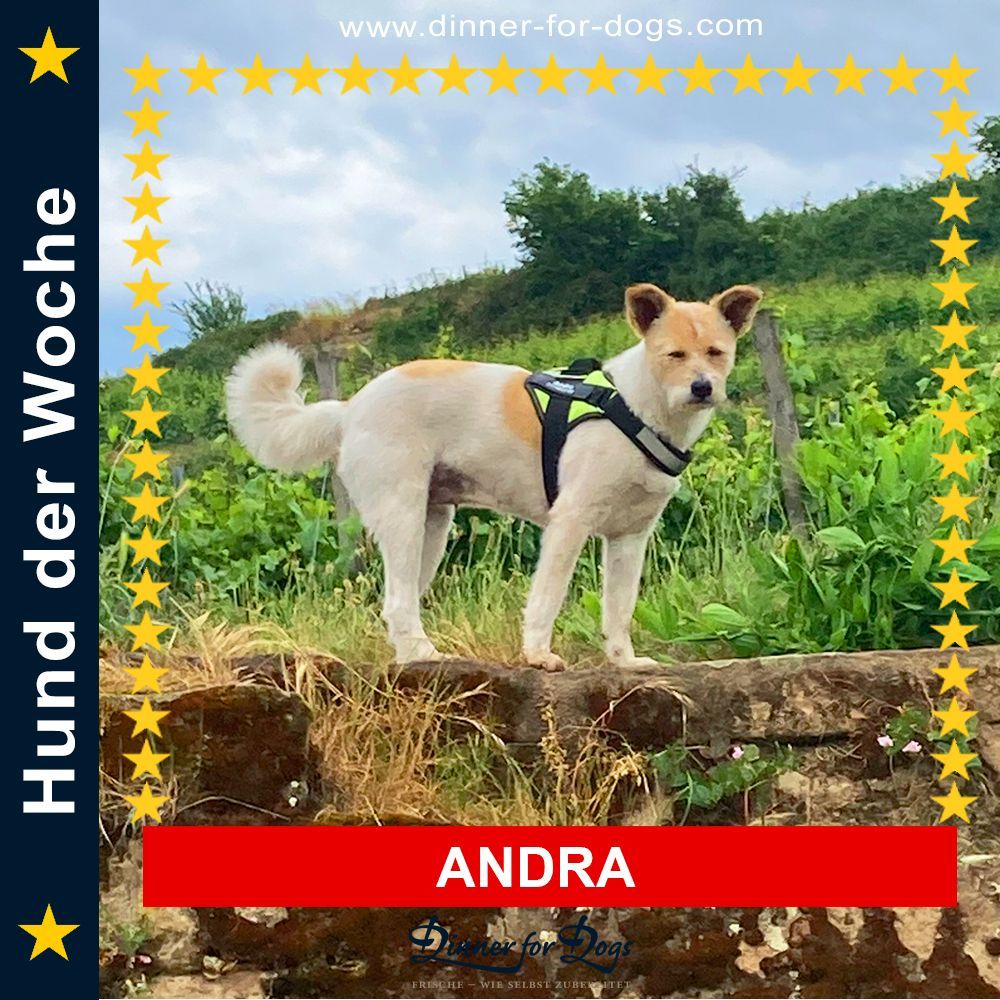 Das Bild zeigt den Hund eines unserer Kunden