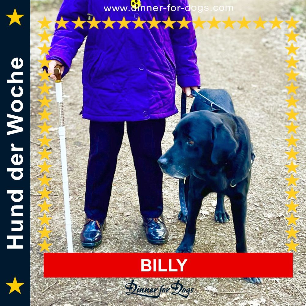 Das Bild zeigt den Hund eines unserer Kunden