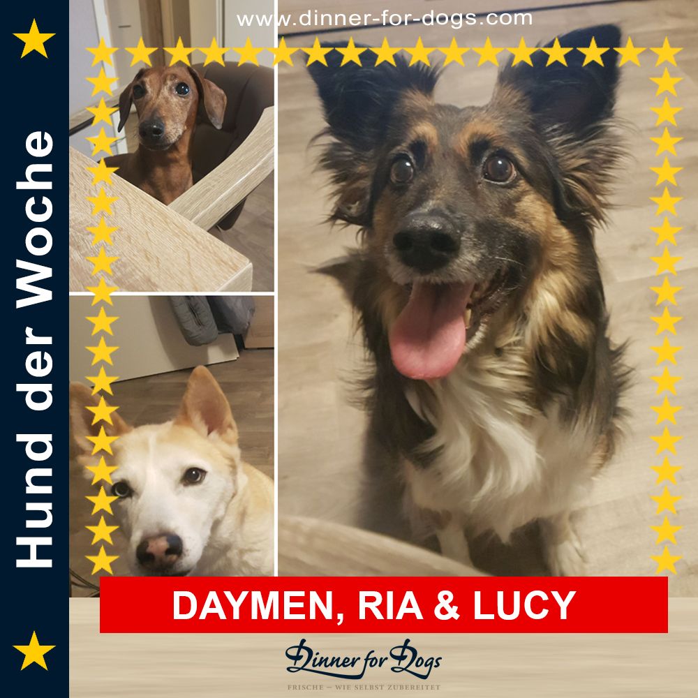 Das Bild zeigt den Hund eines unserer Kunden