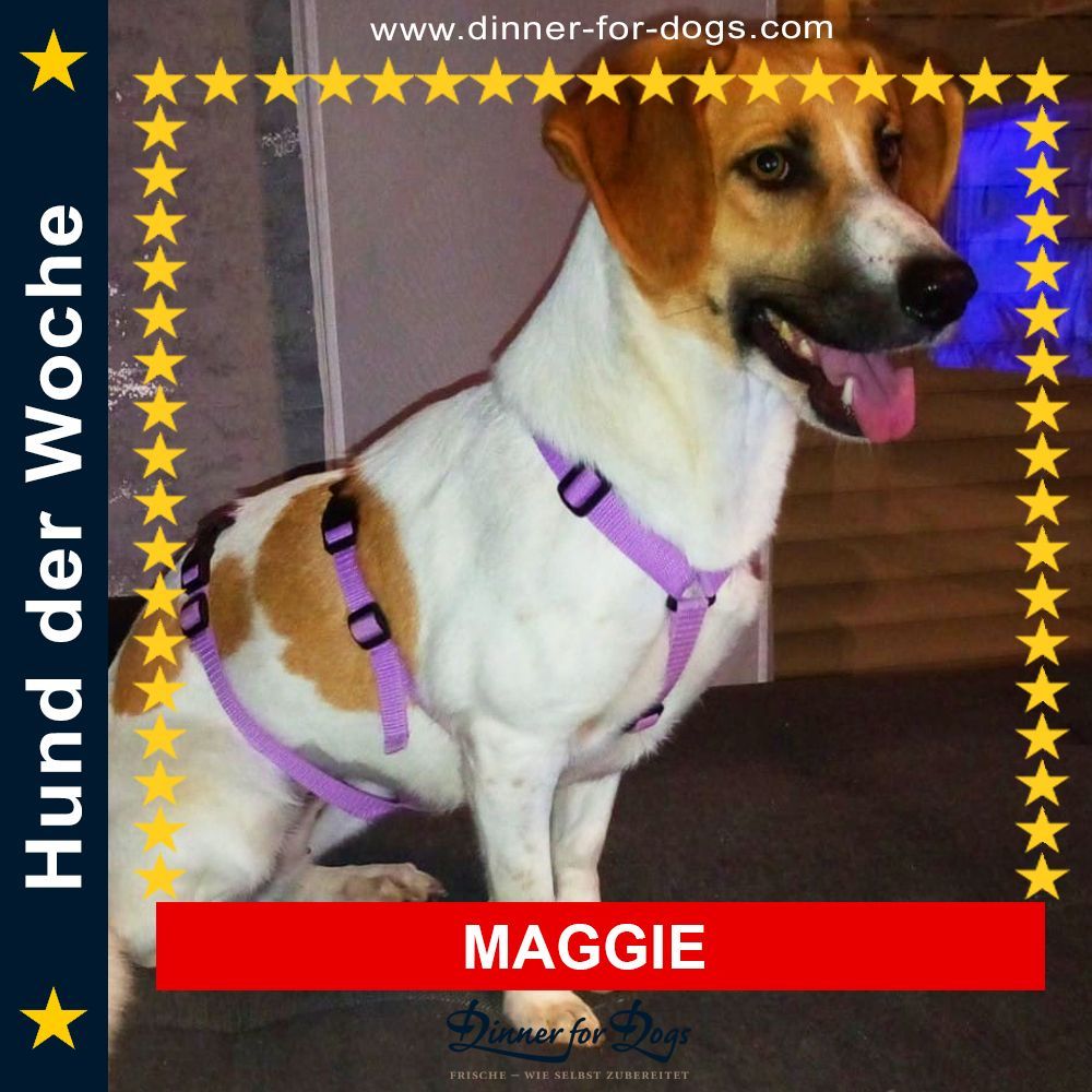 Das Bild zeigt den Hund eines unserer Kunden