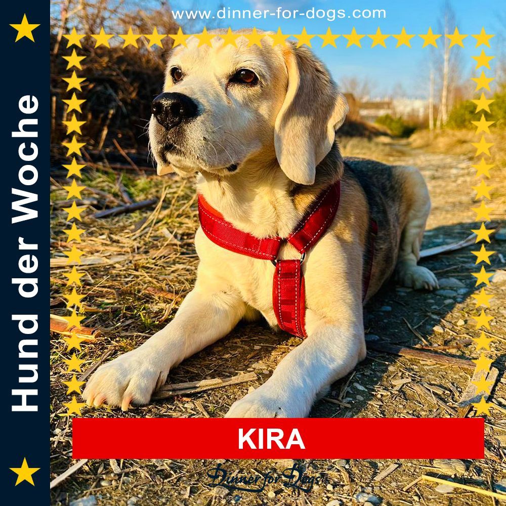 Das Bild zeigt den Hund eines unserer Kunden