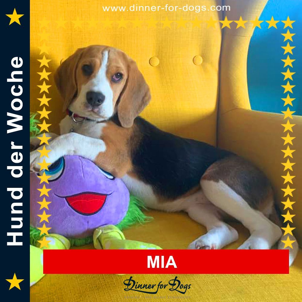 Das Bild zeigt den Hund eines unserer Kunden