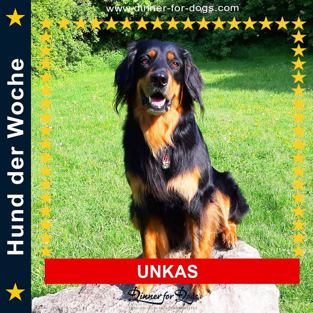 Das Bild zeigt den Hund eines unserer Kunden