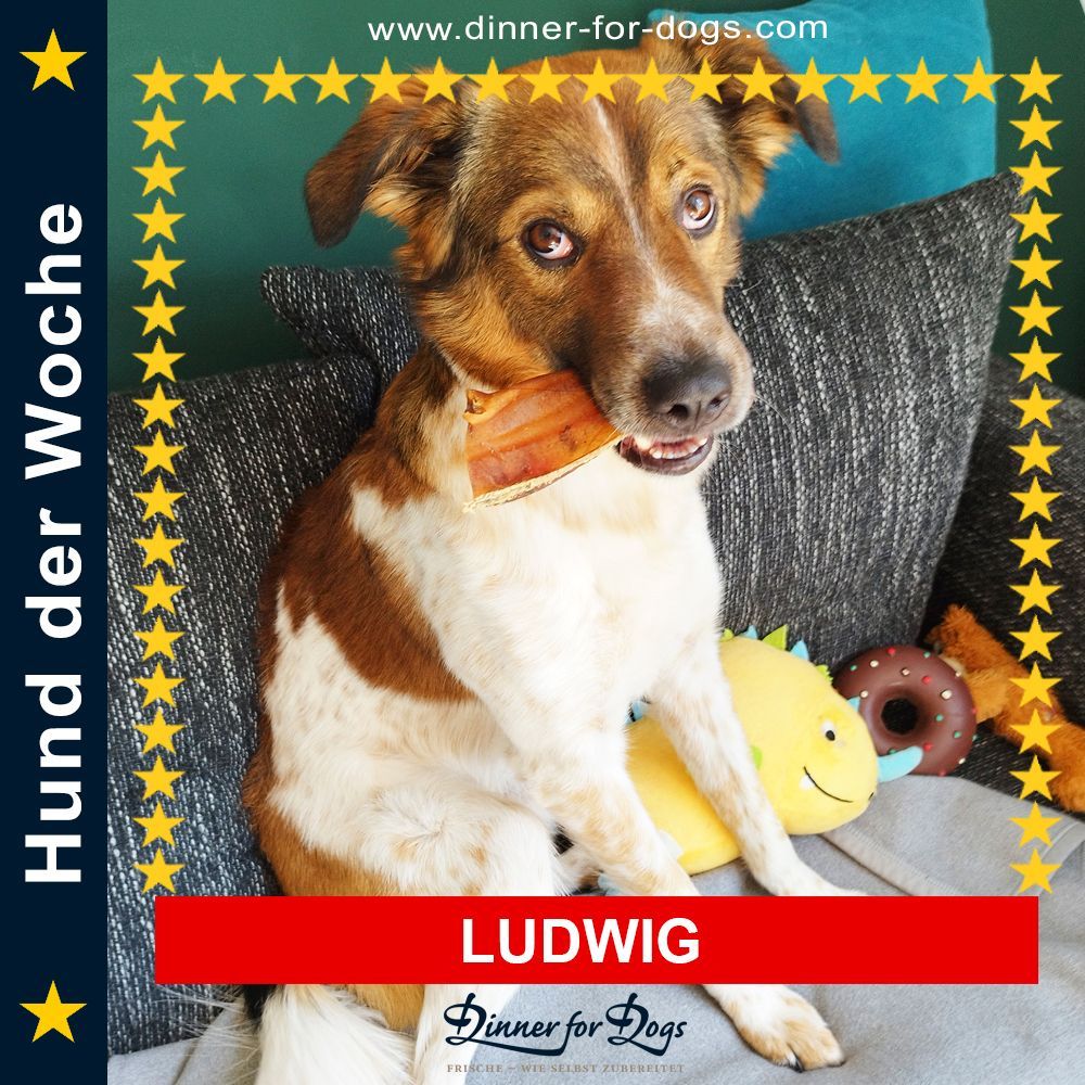 Das Bild zeigt den Hund eines unserer Kunden