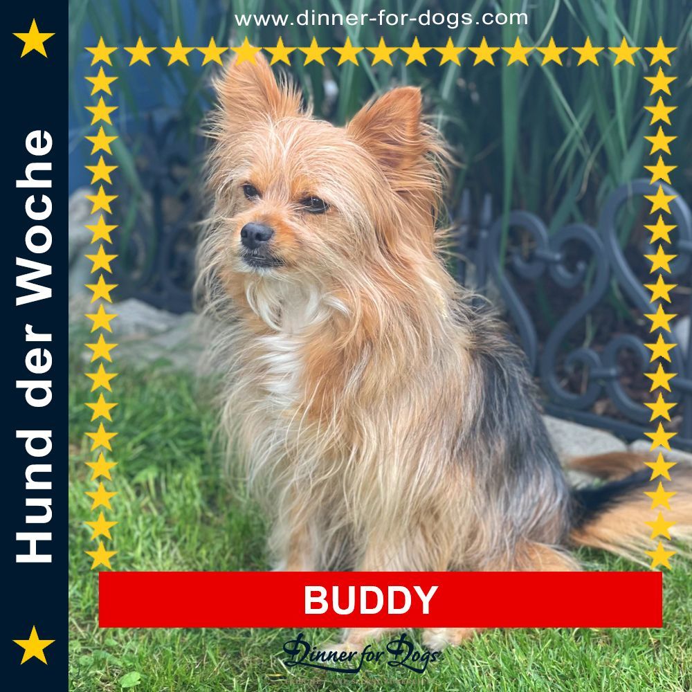 Das Bild zeigt den Hund eines unserer Kunden