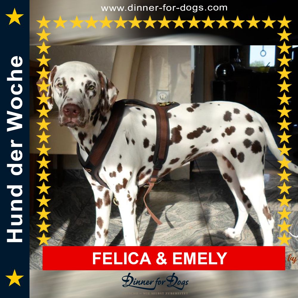 Das Bild zeigt den Hund eines unserer Kunden