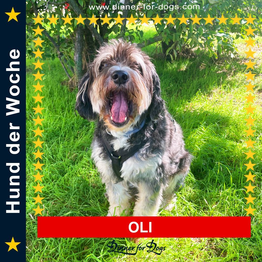 Das Bild zeigt den Hund eines unserer Kunden