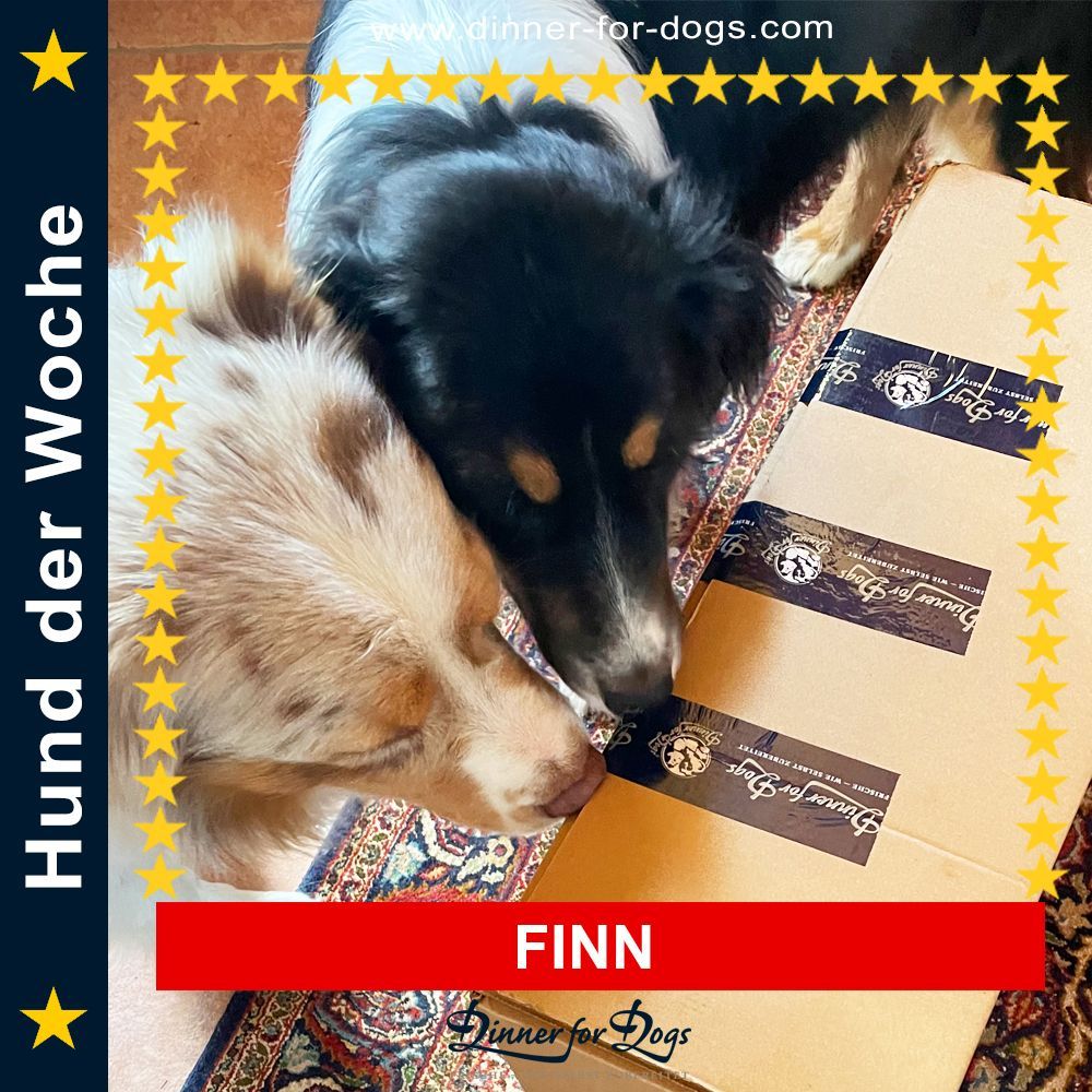 Das Bild zeigt den Hund eines unserer Kunden