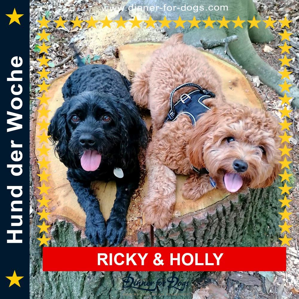 Das Bild zeigt den Hund eines unserer Kunden