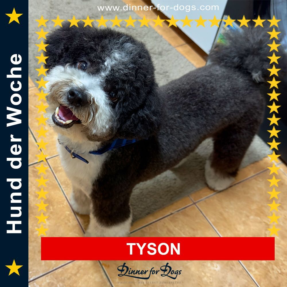 Das Bild zeigt den Hund eines unserer Kunden