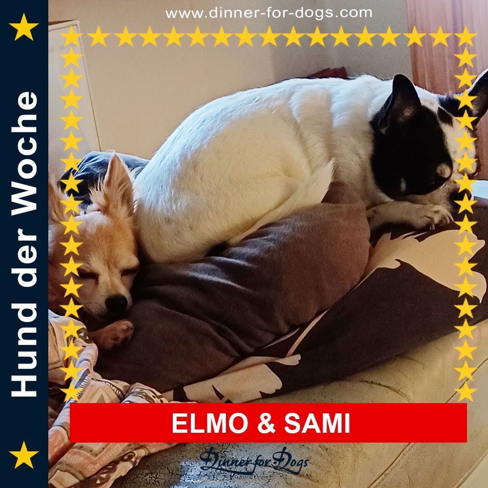 Das Bild zeigt den Hund eines unserer Kunden