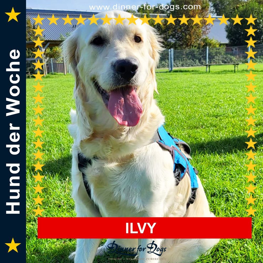 Das Bild zeigt den Hund eines unserer Kunden