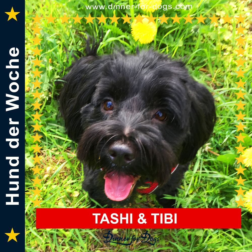 Das Bild zeigt den Hund eines unserer Kunden