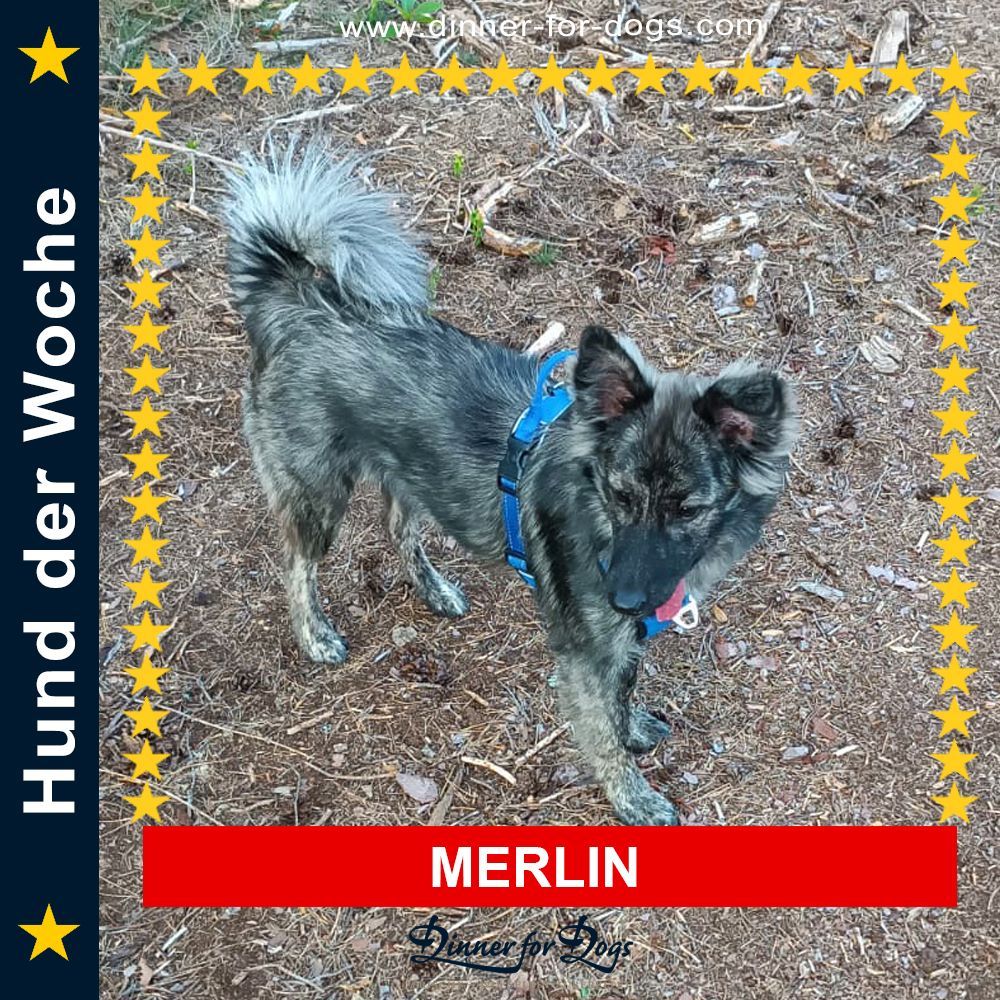 Das Bild zeigt den Hund eines unserer Kunden