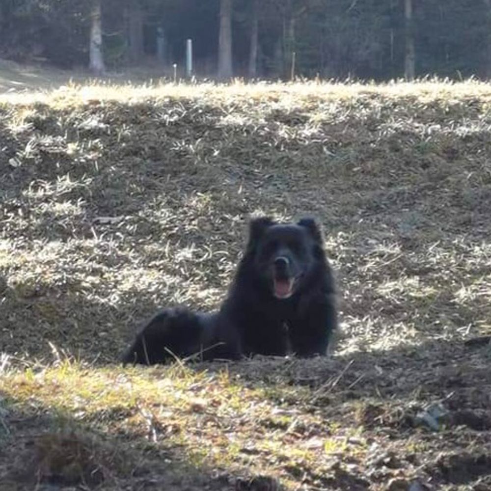 Das Bild zeigt einen Hund