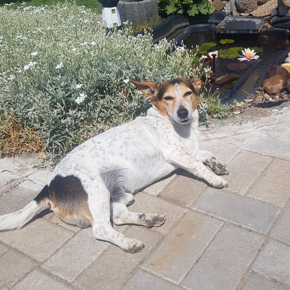 Das Bild zeigt einen Hund