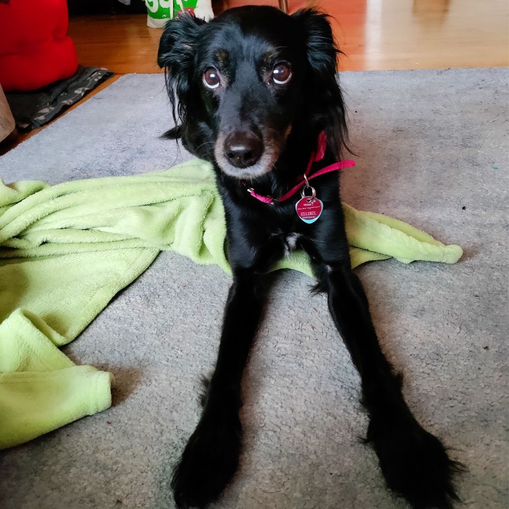 Das Bild zeigt einen Hund