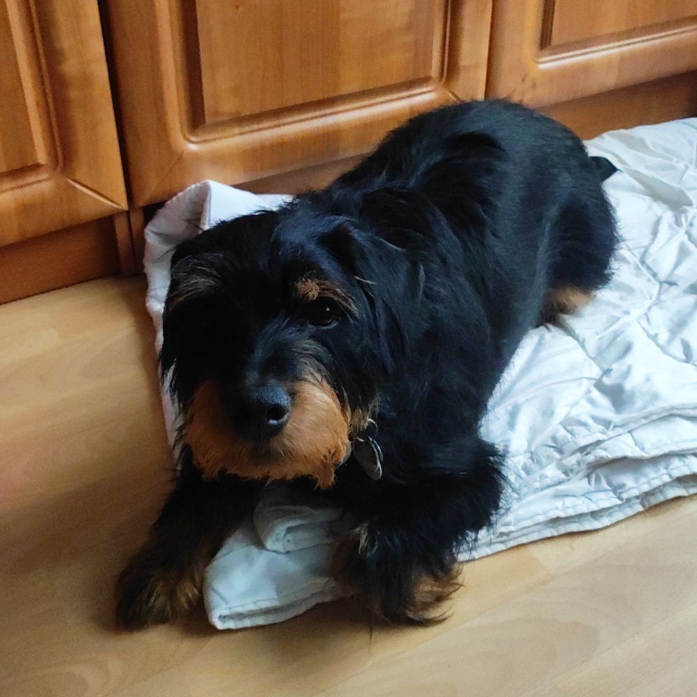 Das Bild zeigt einen Hund