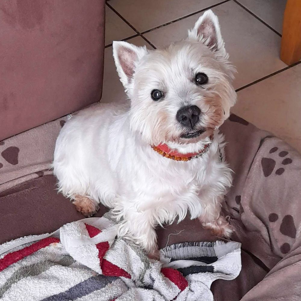 Das Bild zeigt einen Hund