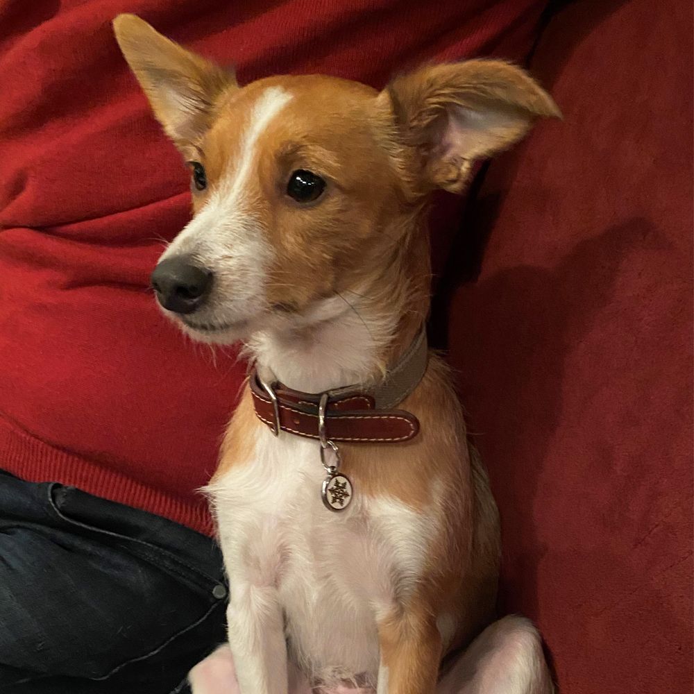 Das Bild zeigt einen Hund